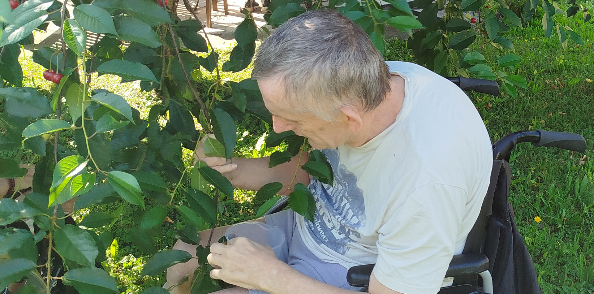 Ein Bewohner im Rollstuhl ist im Garten und pfl&uuml;ckt Kirschen.