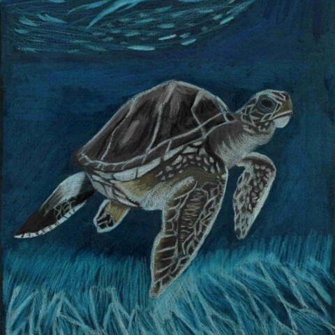 Ein gemaltes Bild von einer Meeresschildkr&ouml;te, die im Meer &uuml;ber ein Seegras-Feld schwimmt. Gemalt von der K&uuml;nstlerin Leonie Thanovat.